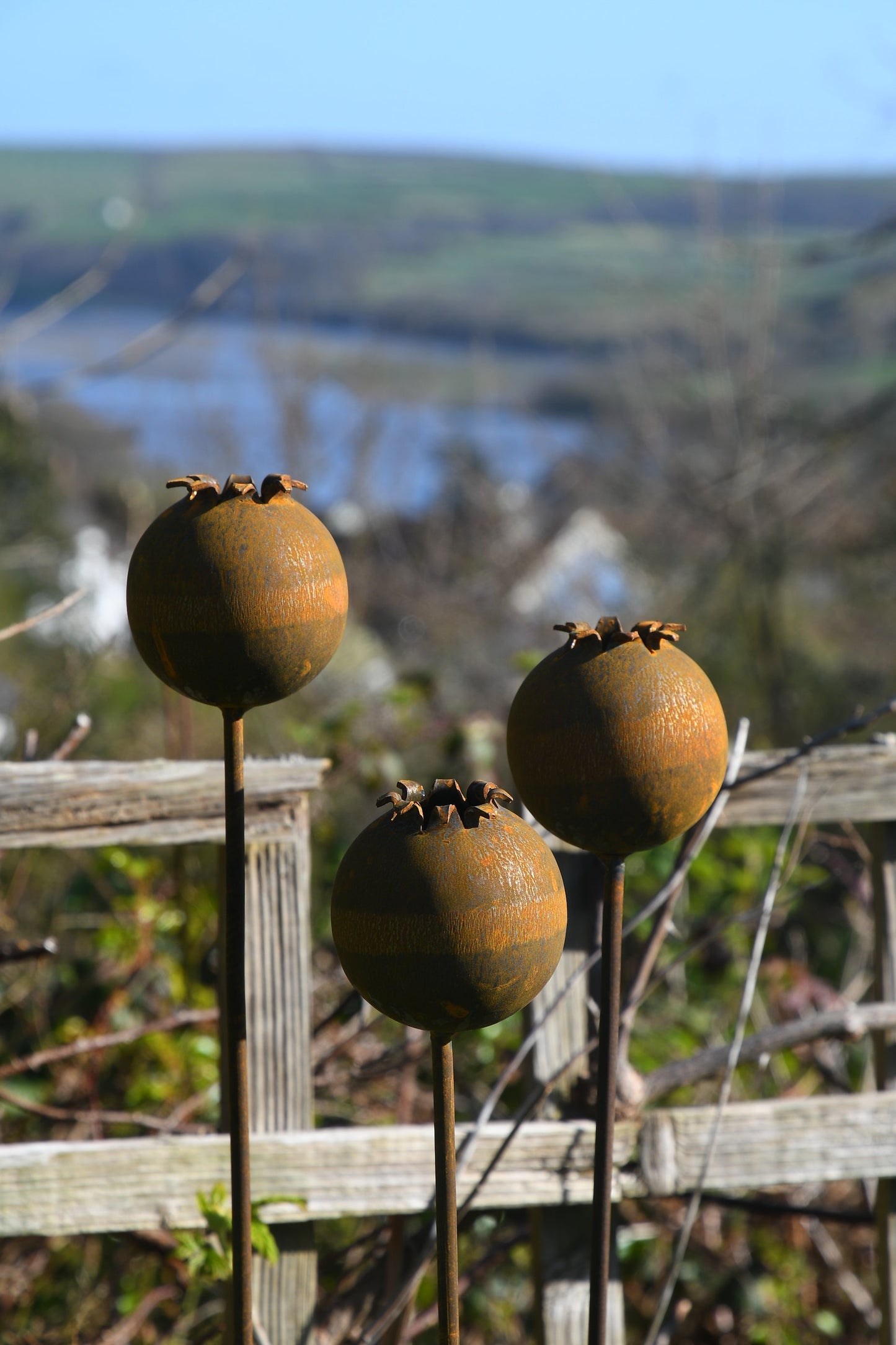 Rusty Metal Poppy Seedhead