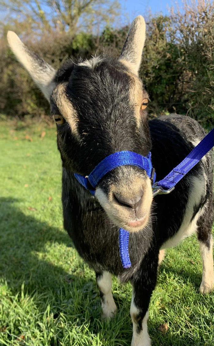 Dinky Headcollar - Mini, Alpaca, Llama, Sheep, Foal
