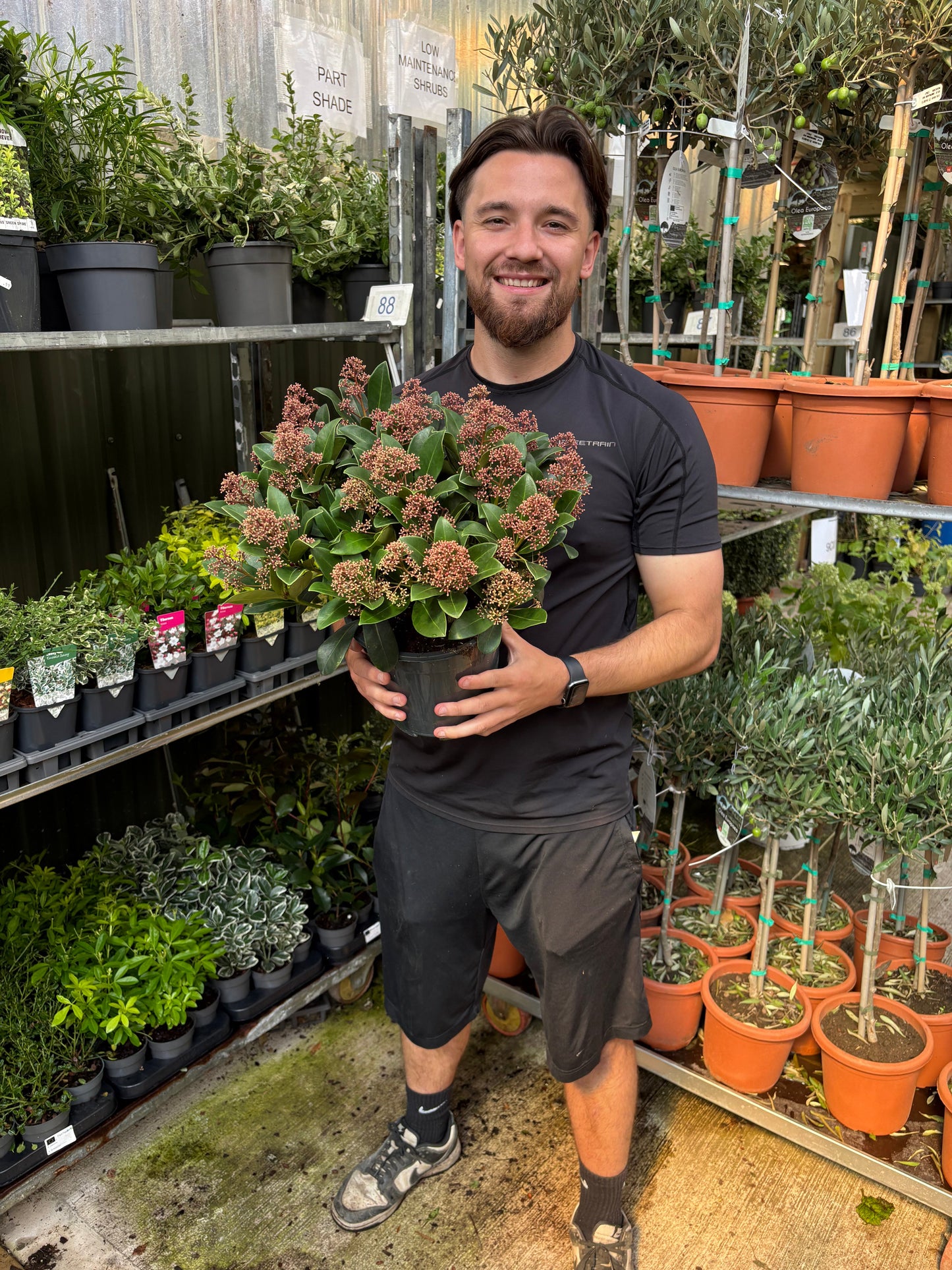 Skimmia japonica Rubella 9cm-12L