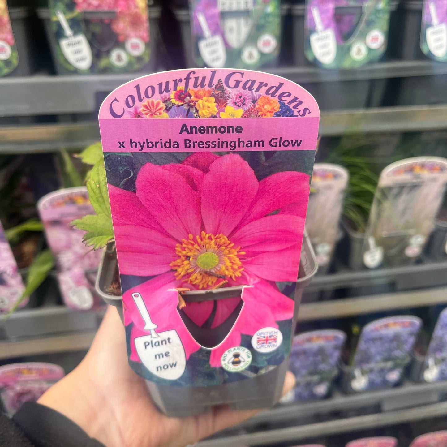 Anemone x hybrida Bressingham Glow 9cm Pot