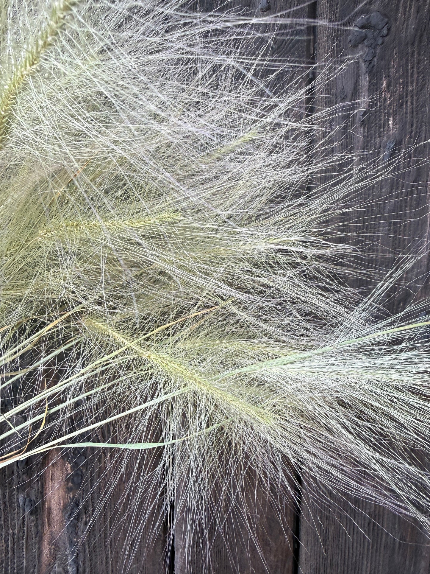 Hordeum Jubatum Dried | Foxtail Barley | Norfolk Grown