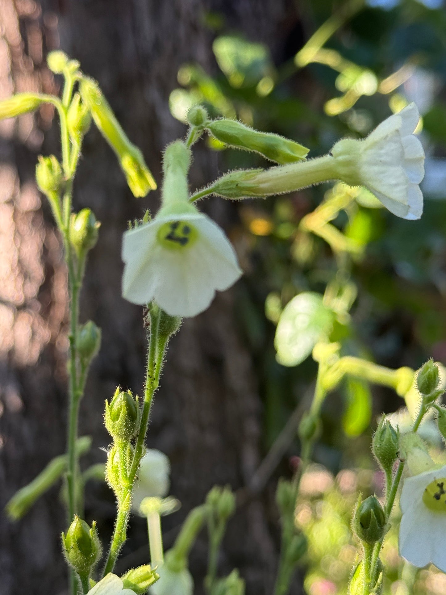 Nicotiana Starlight Dancer