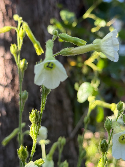 Nicotiana Starlight Dancer