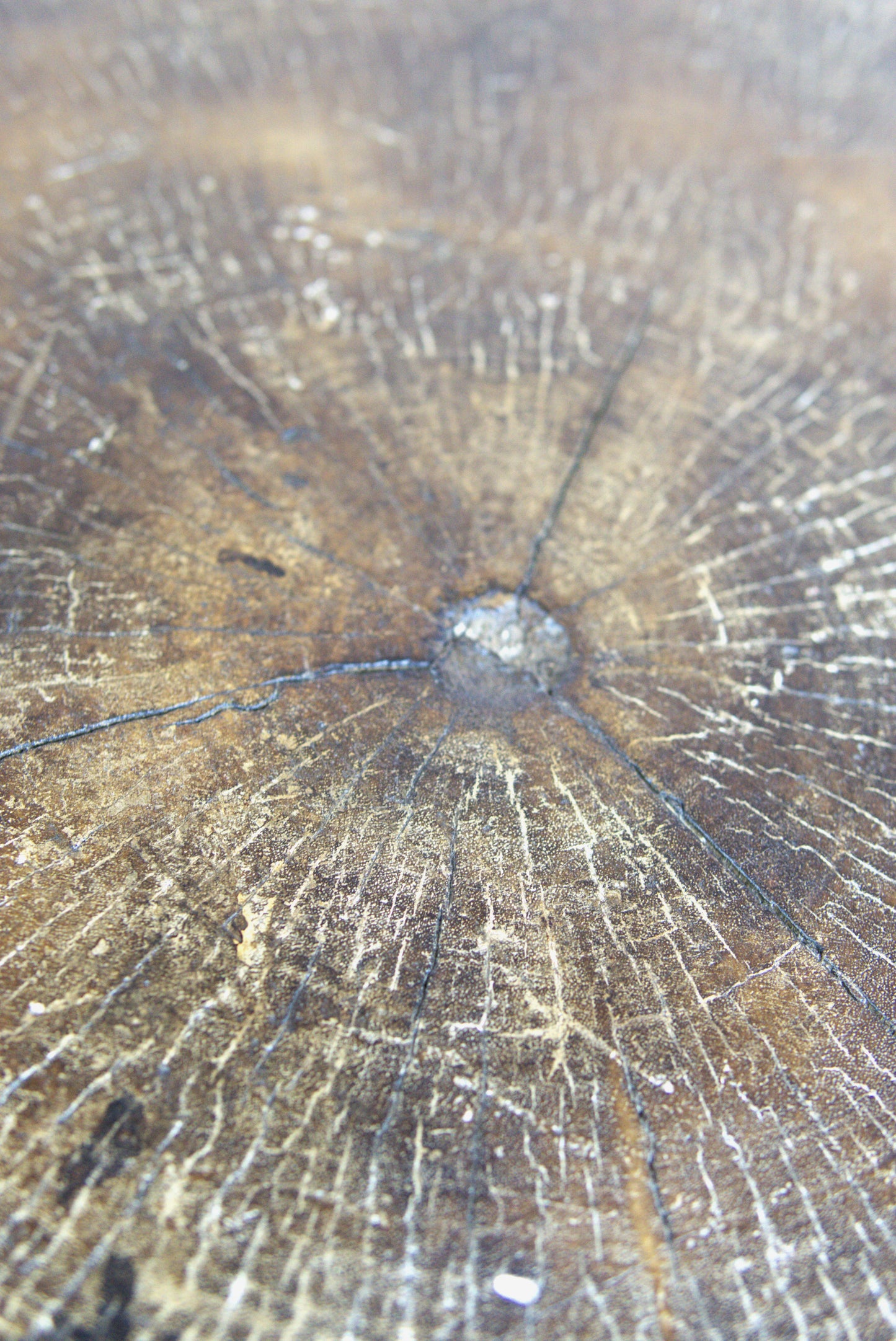 Wooden Side Table with Legs - Cameroon - 93.8