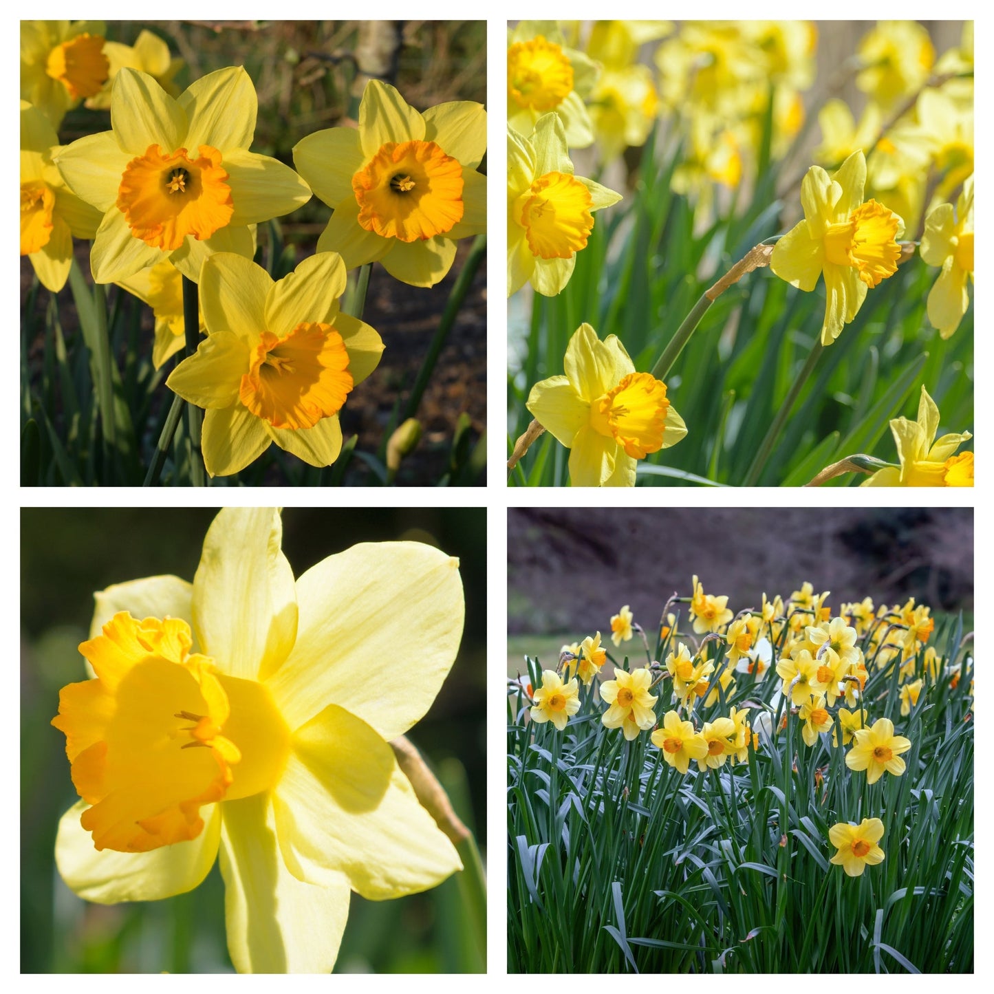 Daffodil 'Fortune' (6 Bulbs)
