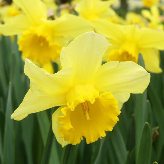 Daffodil 'Carlton' (6 Bulbs)