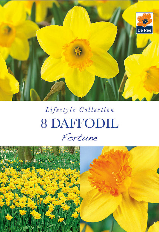 Daffodil 'Fortune' (6 Bulbs)