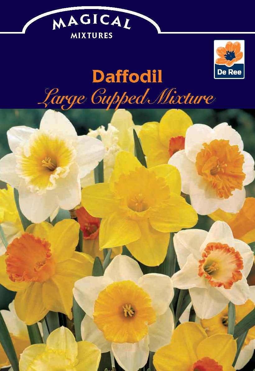 Daffodil Large Cupped Mixture (7 Bulbs)