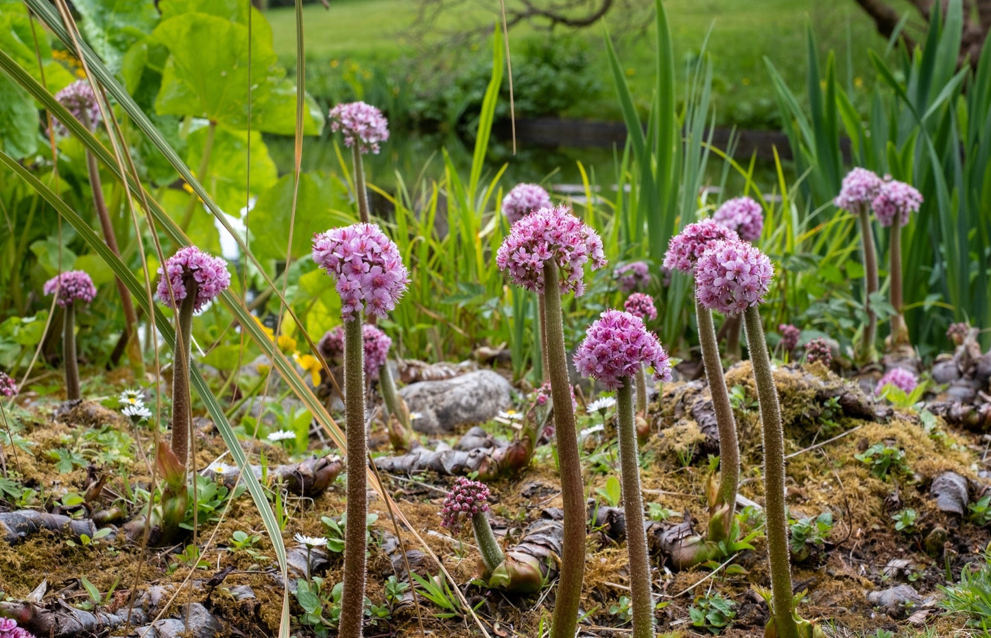 Damera Peltata - Marginal Pond Plants - BP032