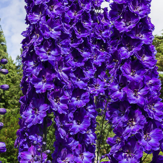 Delphinium 'Black Knight' 9cm