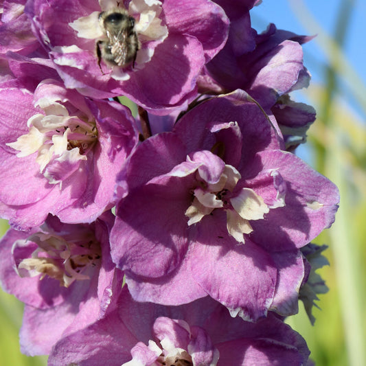 Delphinium 'Magic Fountain Deep Rose' 9cm/1.5L/3L