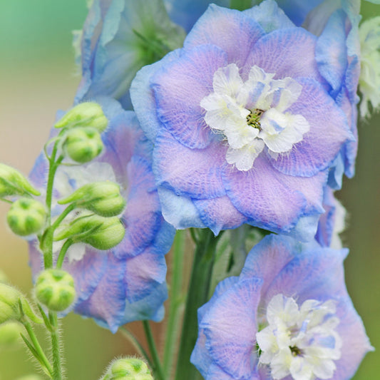 Delphinium Excalibur Light Blue/White 9cm/ 1.5L