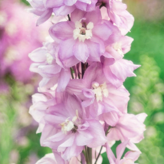 Delphinium Cherry Blossom White Bee  3L
