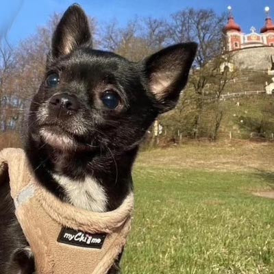 Tiny Trails Step In Soft Touch Suede Effect Faux Fur Lined Puppy and Small Dog Harness Caramel