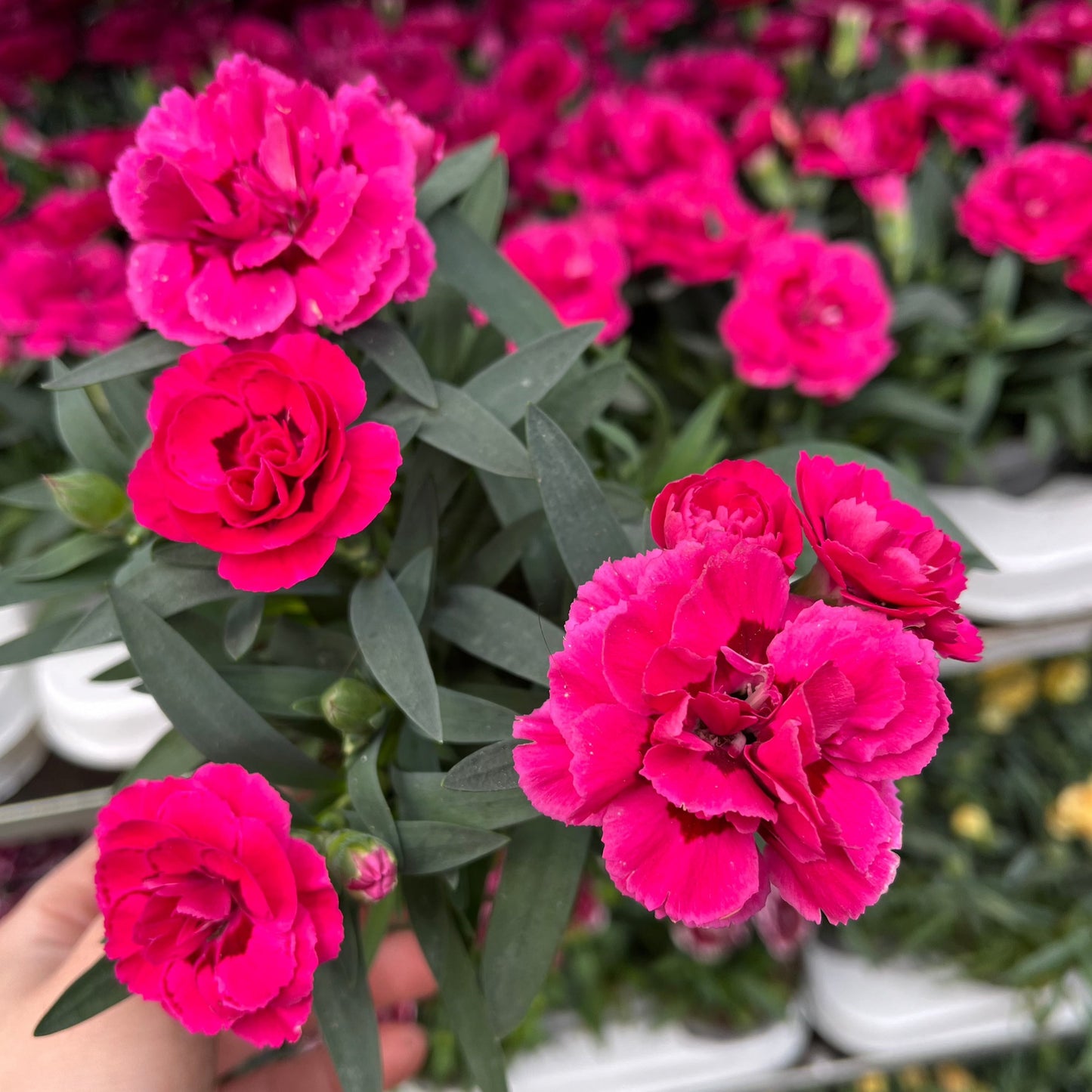 Dianthus Fuchsia Pink (9cm growers pot)