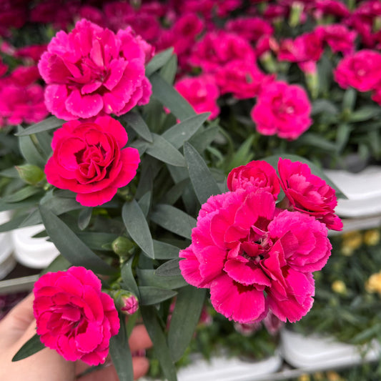 Dianthus Fuchsia Pink (9cm growers pot)