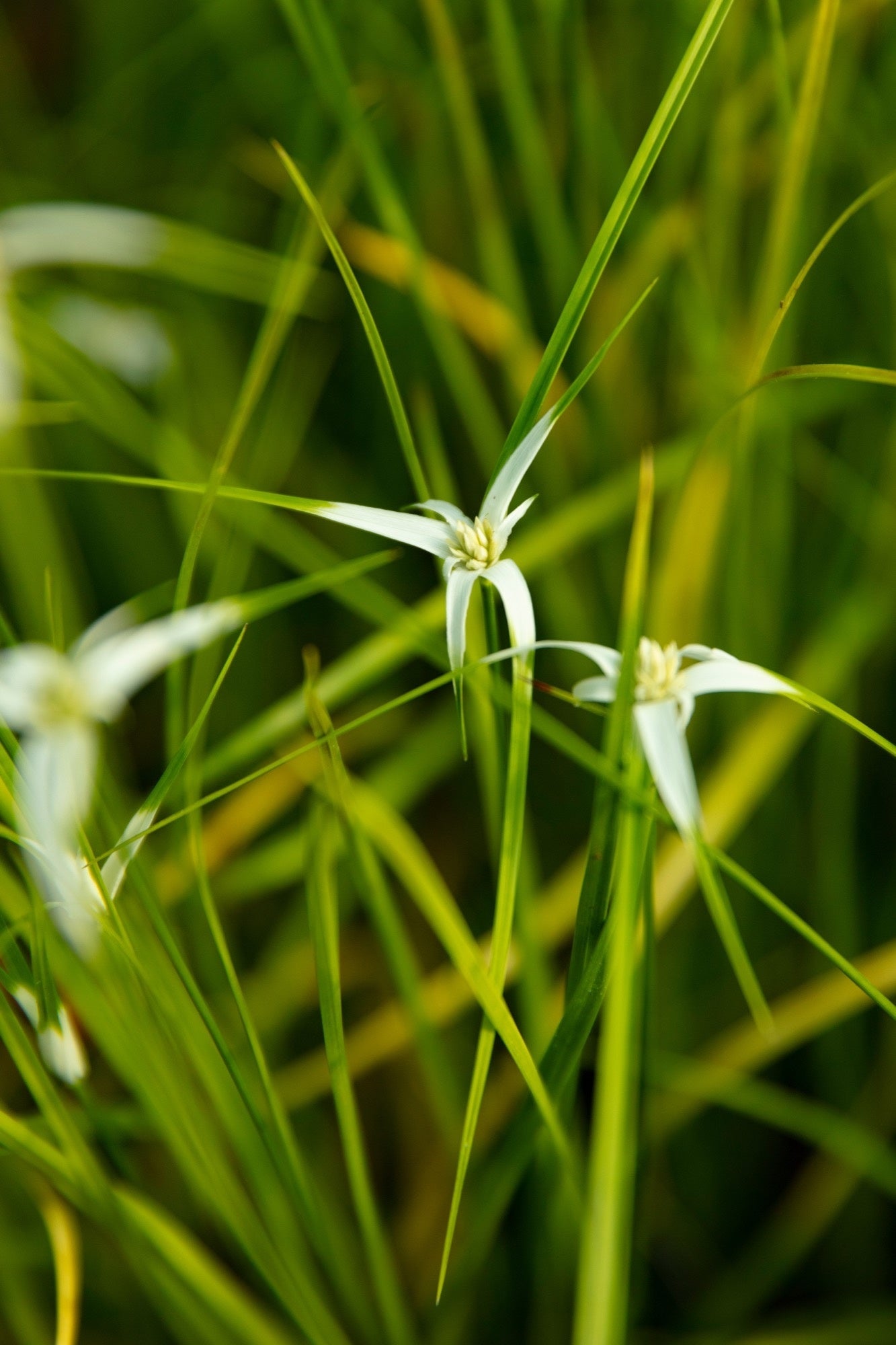 Dichromena colorata (Star grass) - Marginal Pond Plants - MBP032
