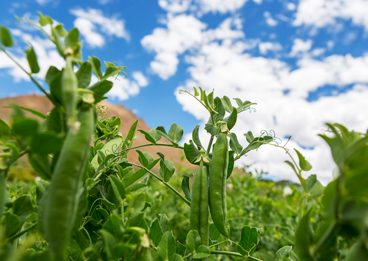 Pea 'Hurst Greenshaft'