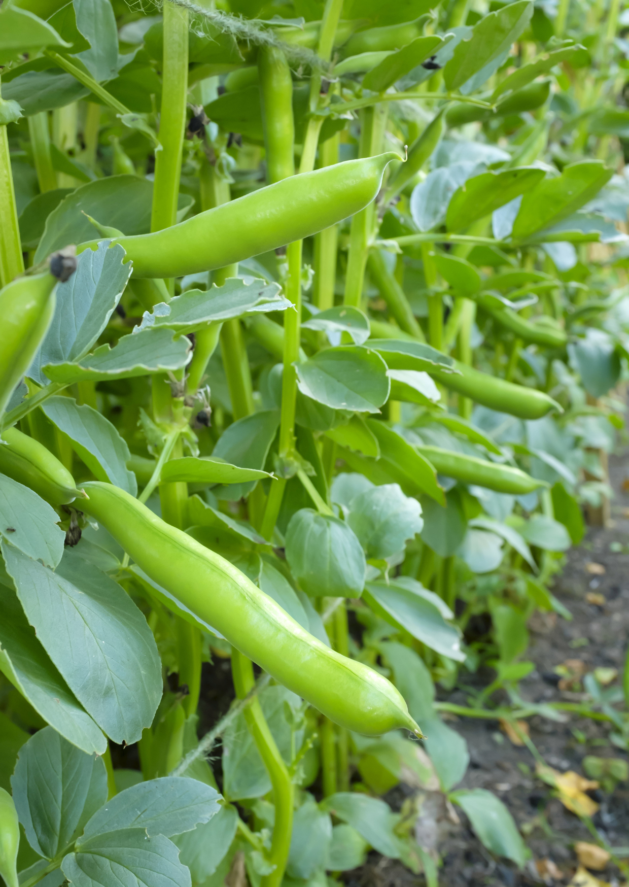 Broad Bean 'Aquadulce Claudia'