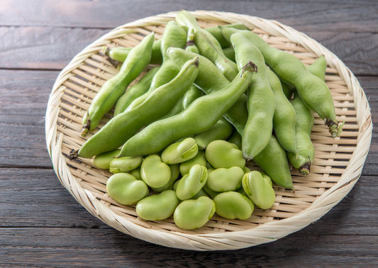 Broad Bean 'Aquadulce Claudia'