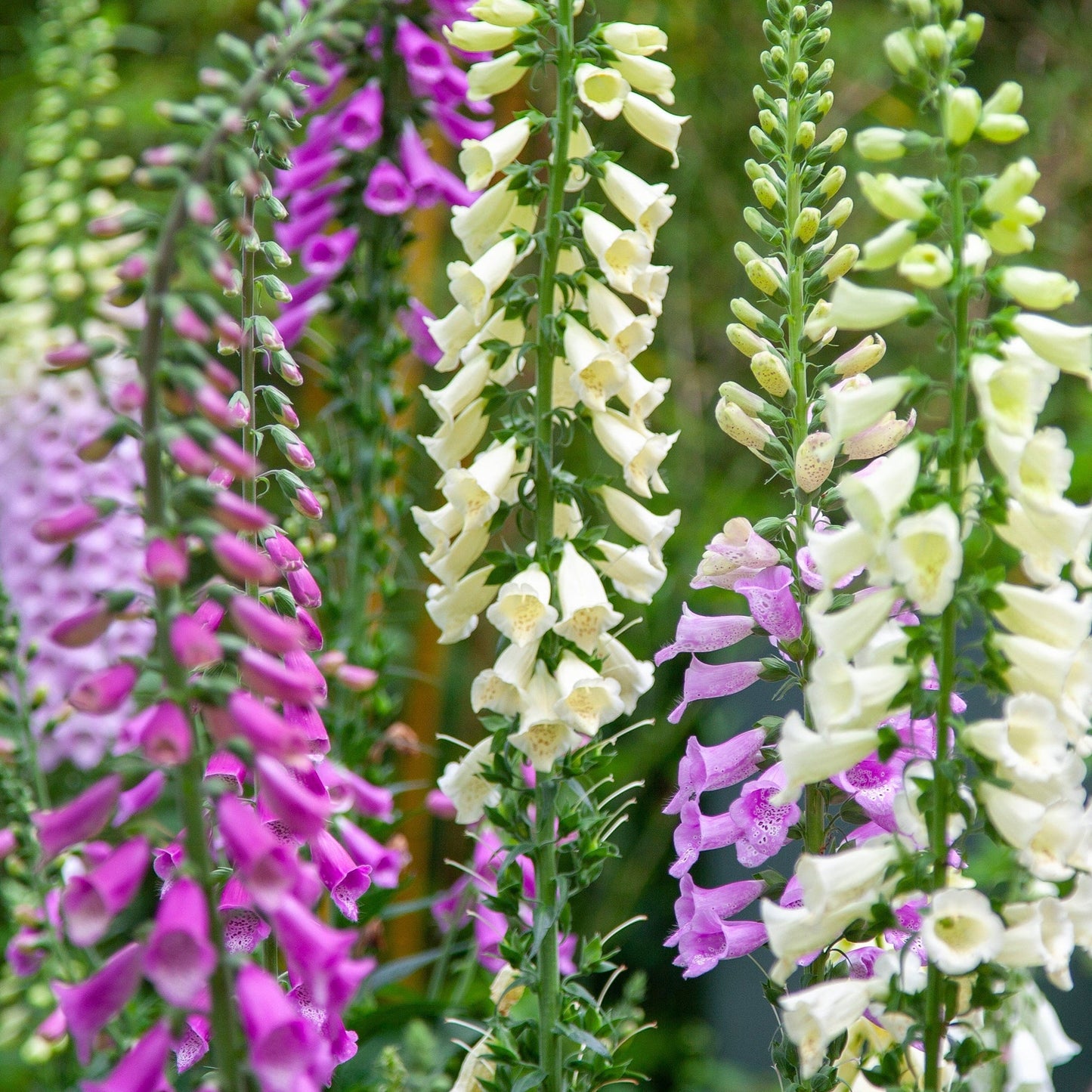 Digitalis (Foxglove) Our Selection of 3 x Foxgloves in 9cm Pot