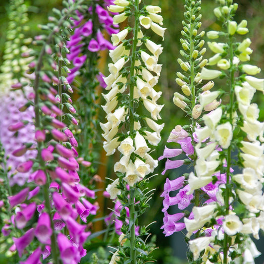Digitalis (Foxglove) Our Selection of 3 x Foxgloves in 9cm Pot