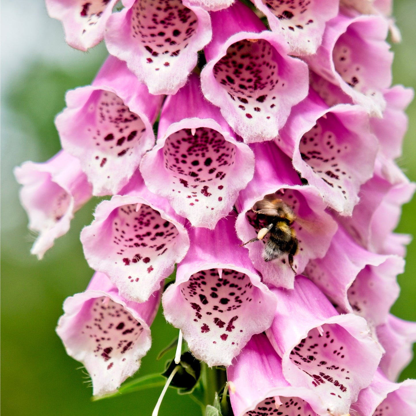 Digitalis purpurea 'Dalmation Rose' 9cm/1.5L/3L