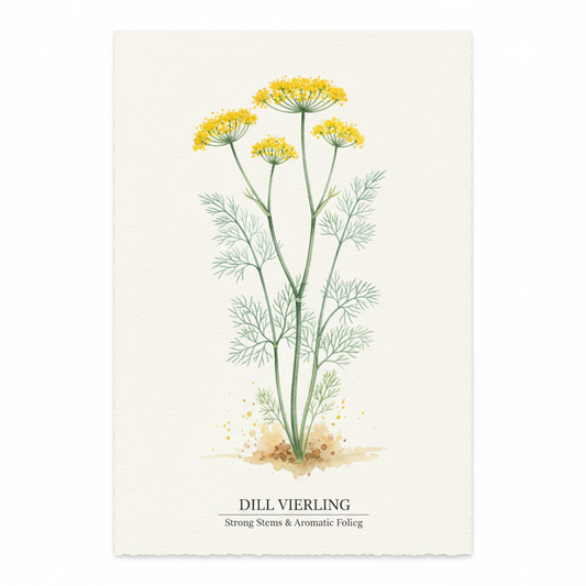 Dill Seeds - Vierling - Strong Stems & Aromatic Bluish-Green Foliage (350 Seeds)