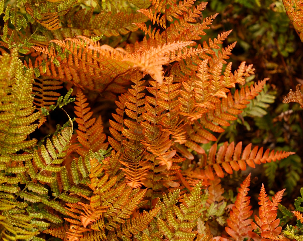 Dryopteris Erythrosora - BP033 Packs