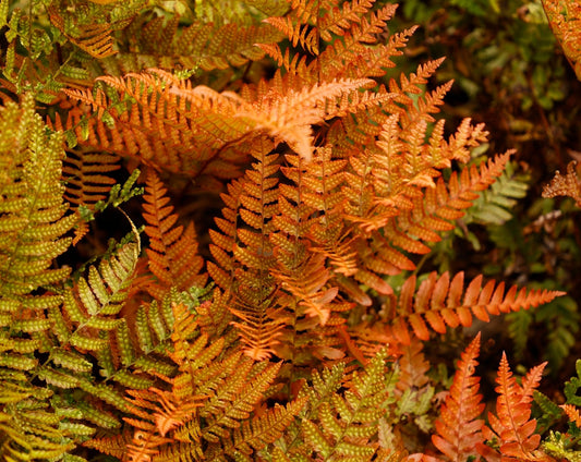 Dryopteris Erythrosora - BP033 Packs