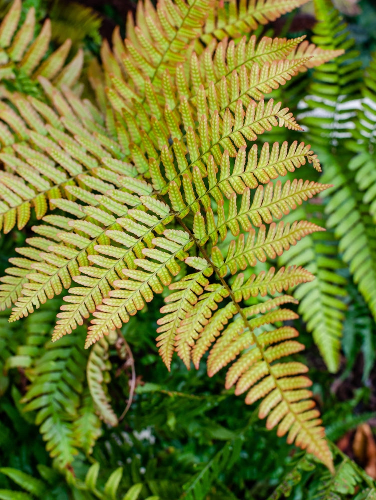 Dryopteris Erythrosora - BP033 Packs