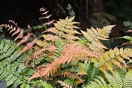 Dryopteris erythrosora - Marginal Pond Plants - BP033