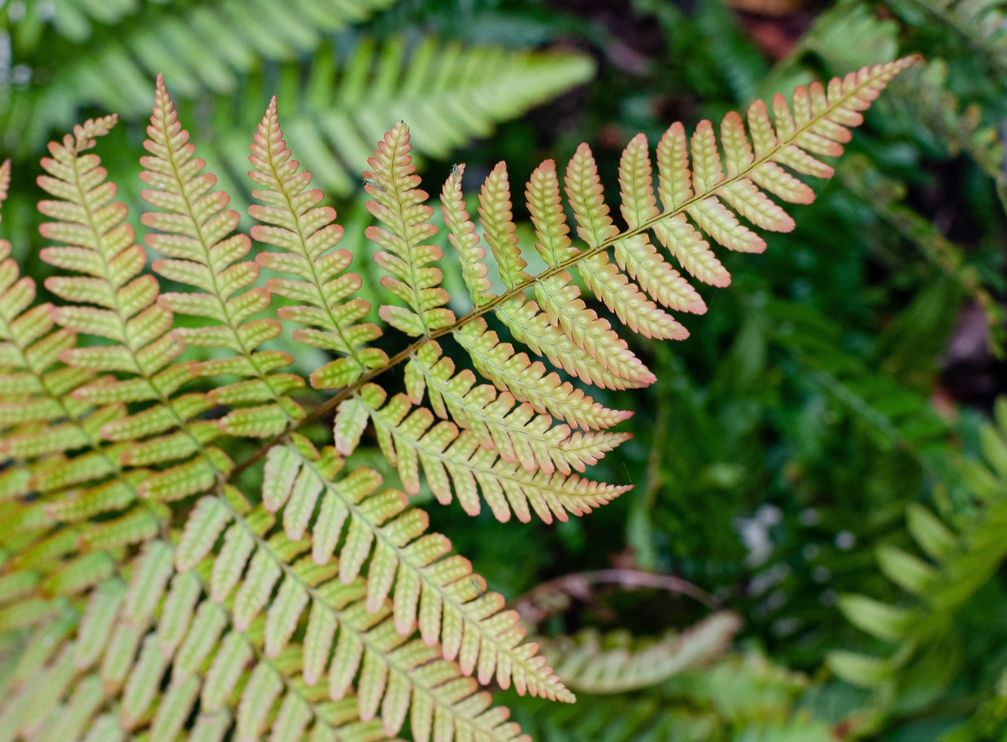 Dryopteris erythrosora - Marginal Pond Plants - BP033