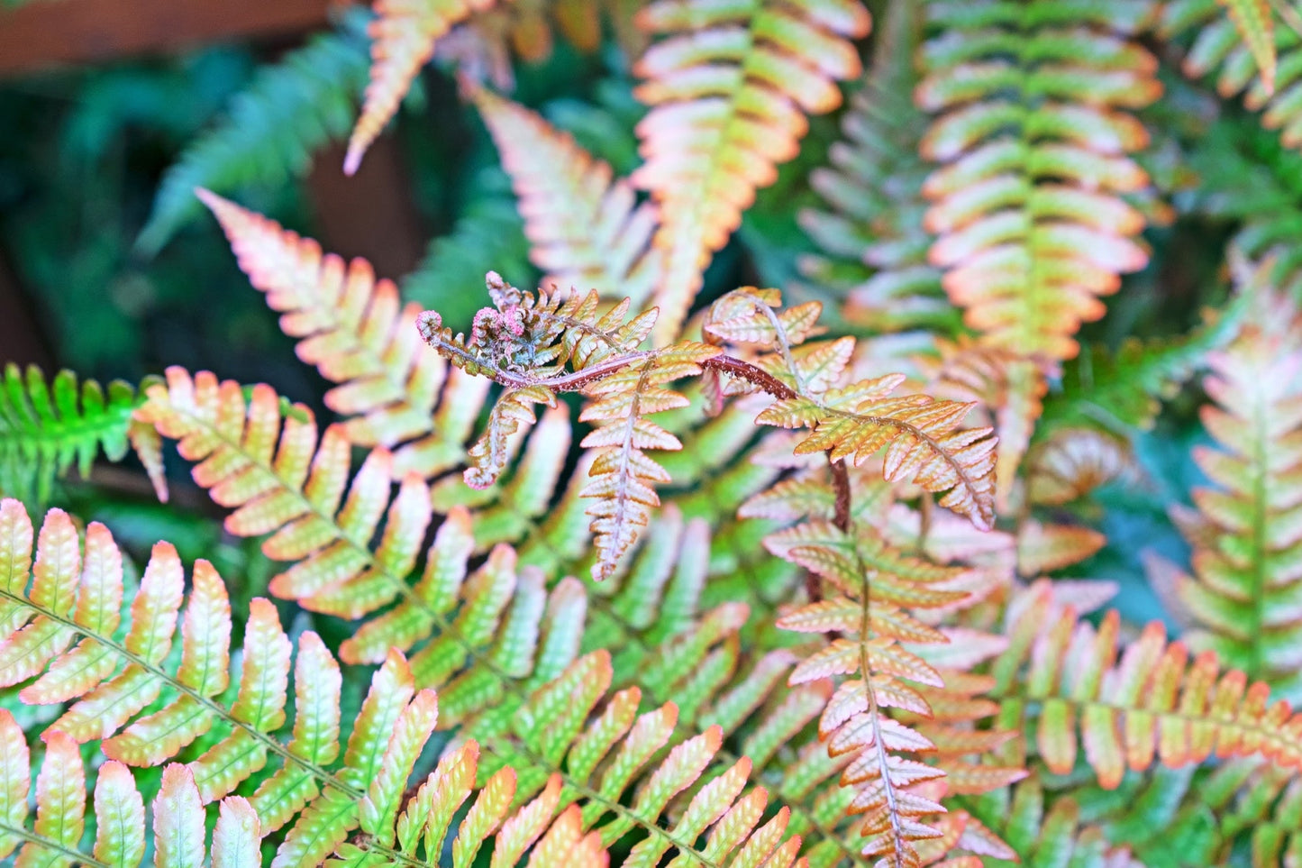 Dryopteris erythrosora - Marginal Pond Plants - BP033