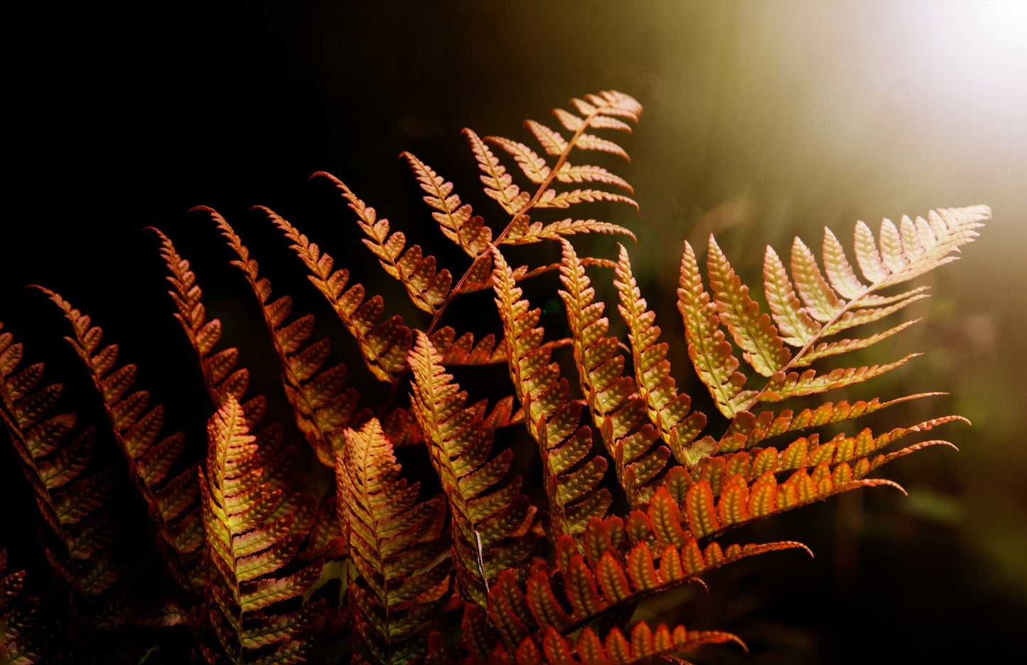 Dryopteris erythrosora - Marginal Pond Plants - BP033