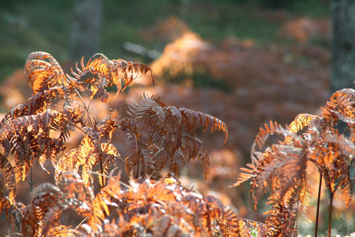 Dryopteris erythrosora - Marginal Pond Plants - BP033