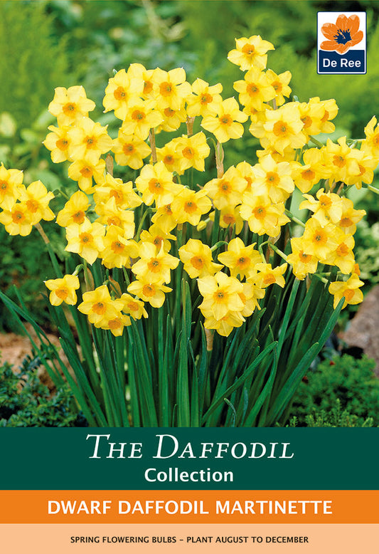 Dwarf Daffodil 'Martinette' (8 Bulbs)
