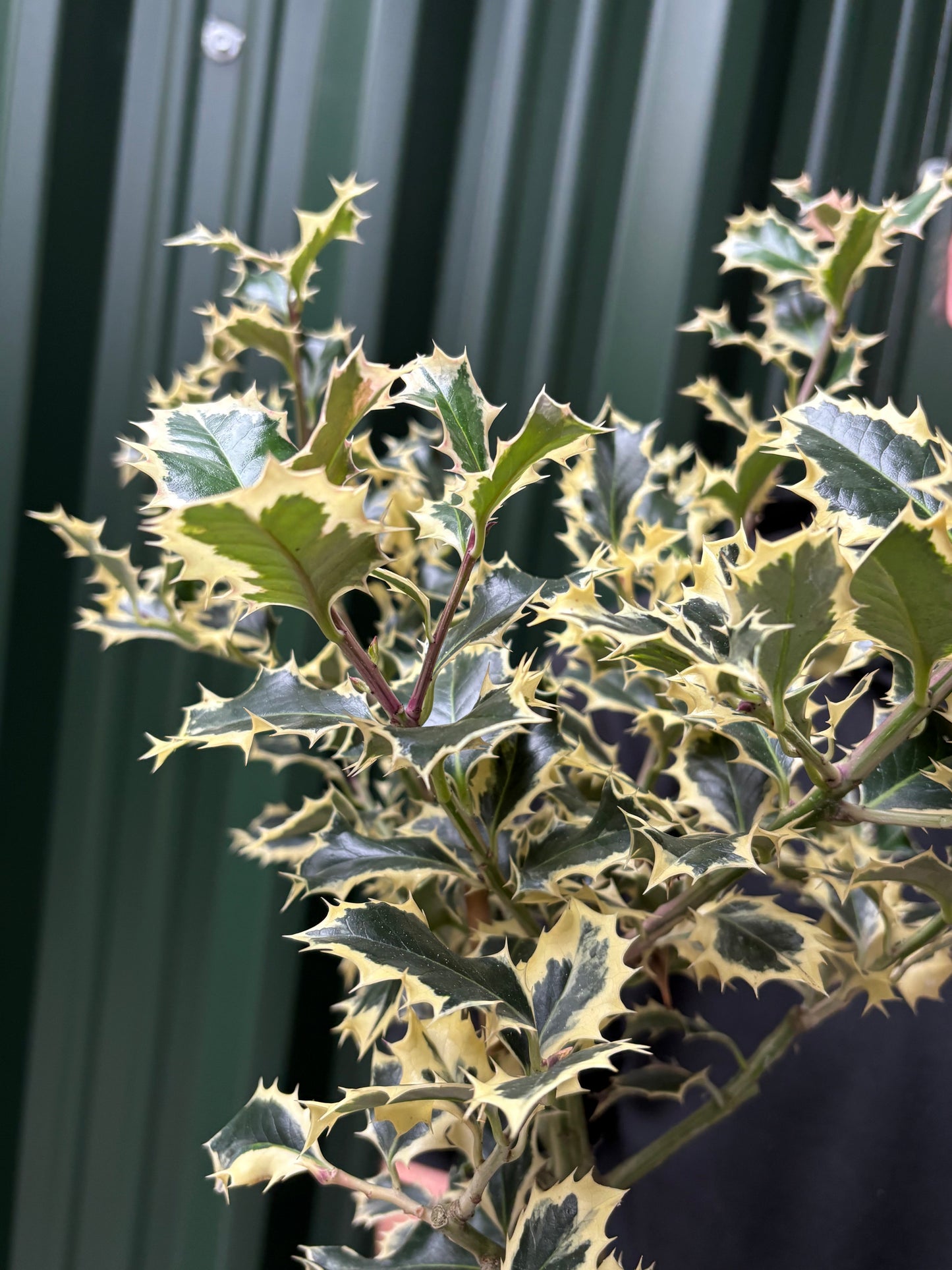 Standard Holly Tree | Ilex aquifolium 'Argentea Marginata' | 50-60cm, 80-90cm