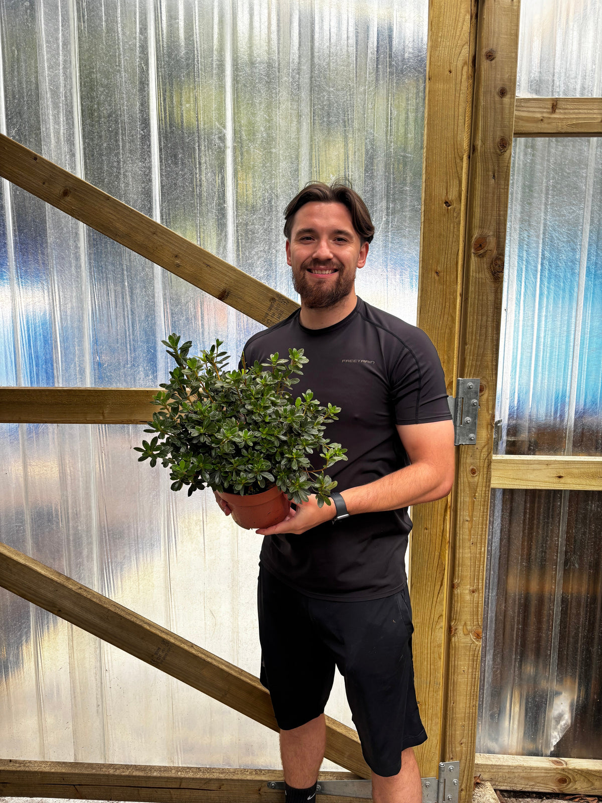 Azalea 'Hendrik's White' 2L