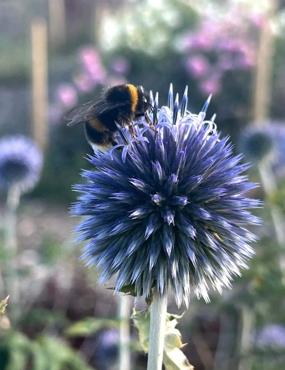 Echinops ritro Veitch's Blue