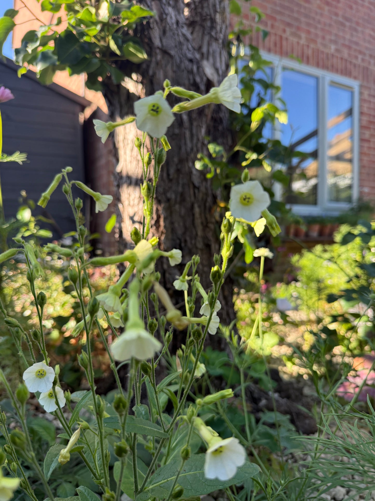 Nicotiana Starlight Dancer