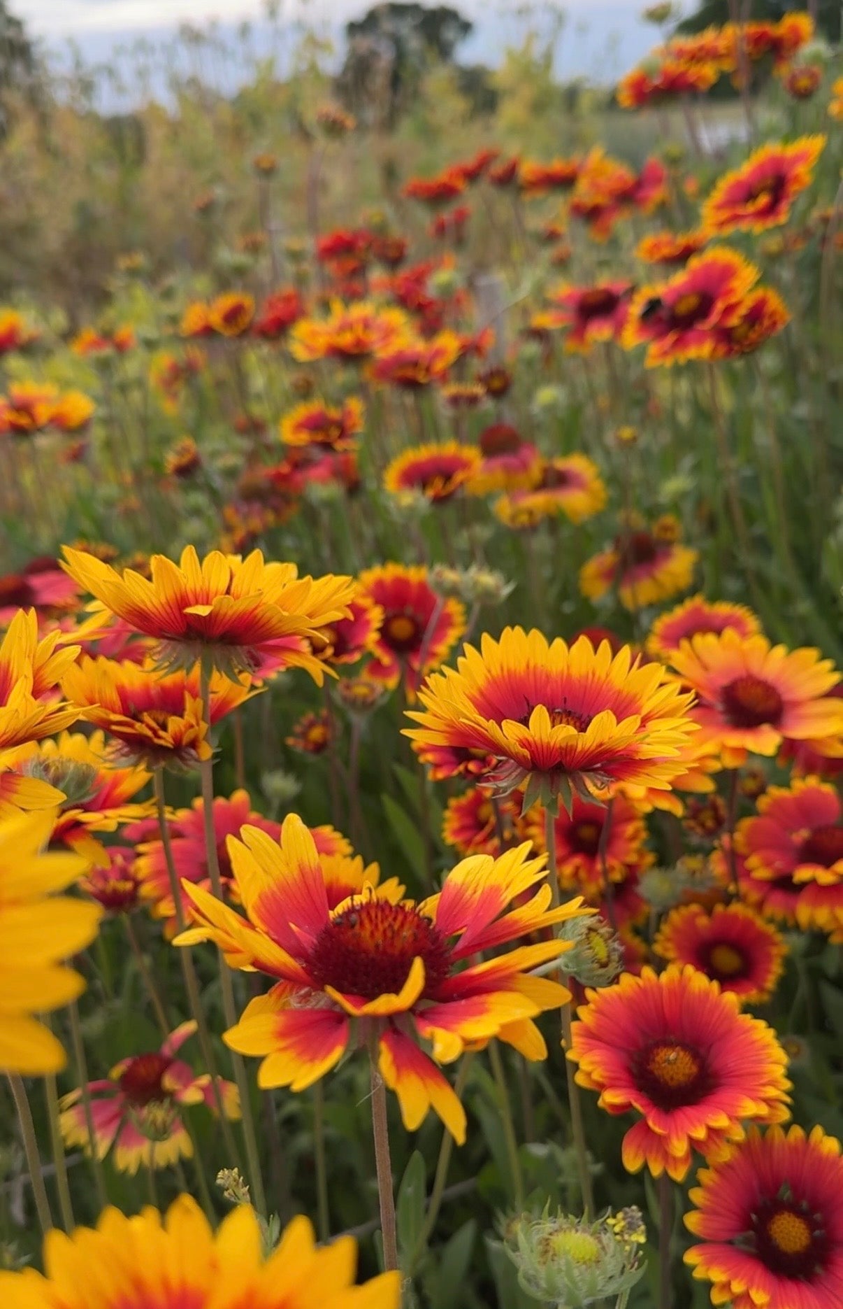 Gaillardia Aristata Bicolour Goblin