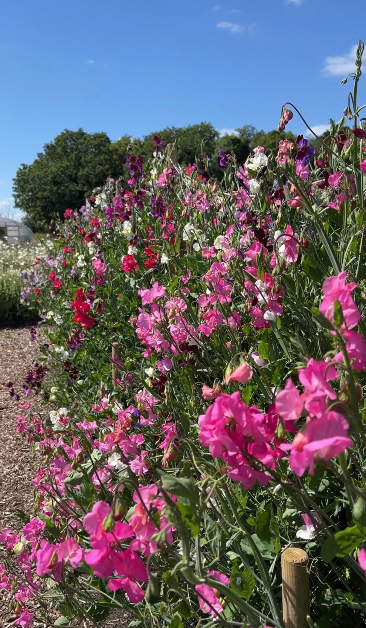 Sweet Pea Bishy Barnabee Mix