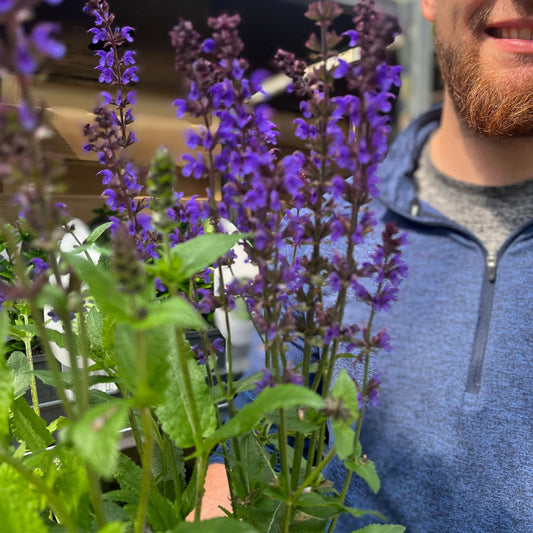 Salvia nemorosa Salute Deep Blue 2L