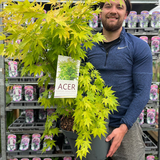 Acer palmatum 'Orange Dream' 10.5cm / 2L / 3L / 10L