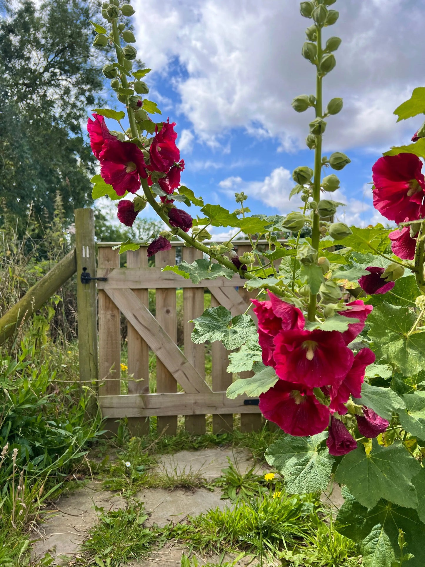 Hollyhock Bishy Barnabee Mix
