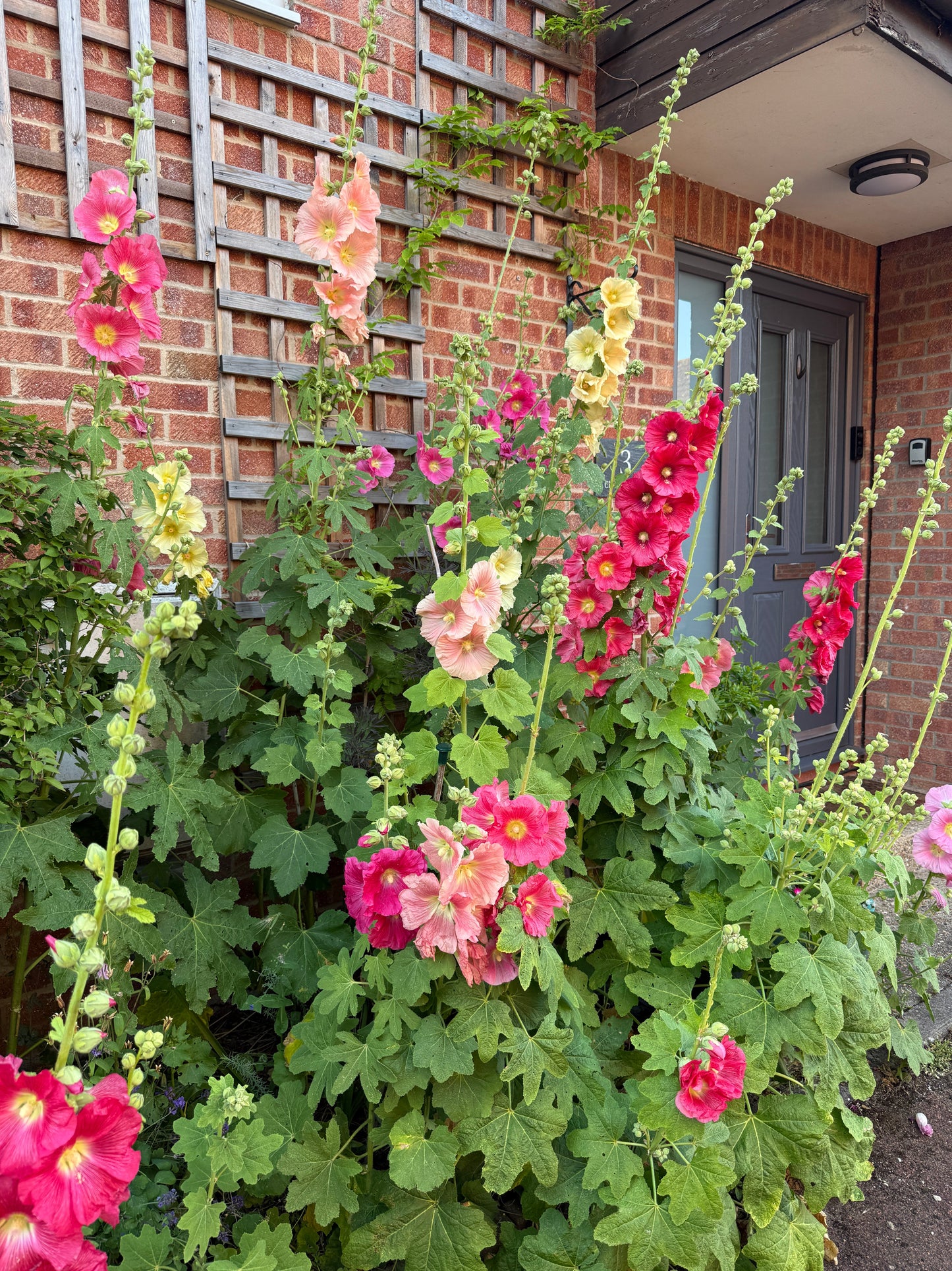 Hollyhock Bishy Barnabee Mix