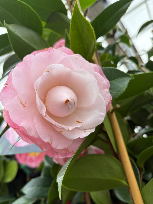 Camellia 'Desire' 9cm / 5L