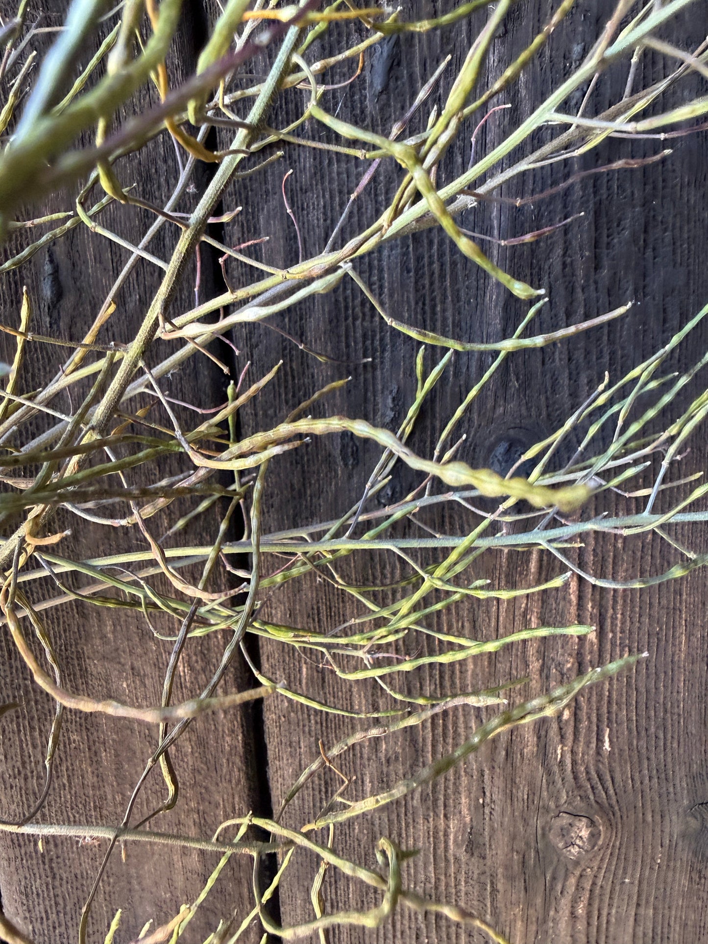 Hesperis (Sweet Rocket) Dried | Norfolk Seed Head Bunch