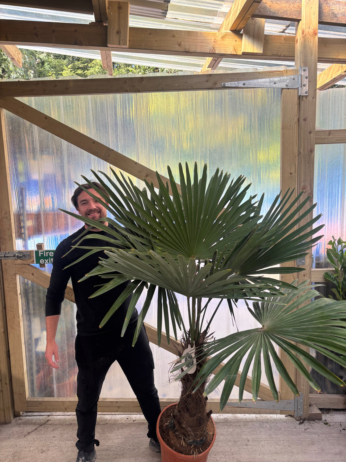 Trachycarpus Fortunei (160-80cm/ TRUNK 40-50cm) 25L